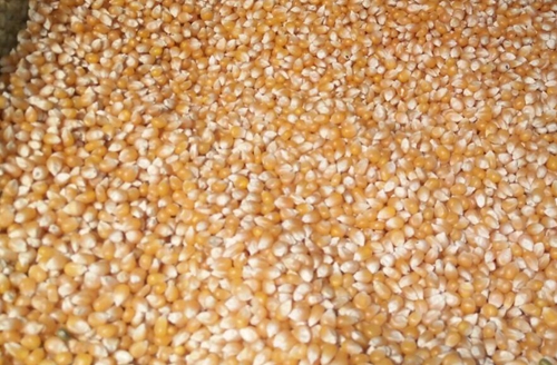 福州市人民政府印發(fā)關于調(diào)動農(nóng)民種糧積極性促進糧食生產(chǎn)九條措施的通知 榕政規(guī)〔2026〕3號