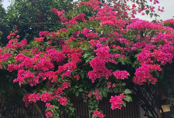 中國信通院與全球電信管理論壇達成戰略合作 全面開展自智網絡分級測評活動