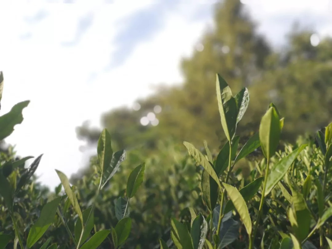 茶葉種植、加工產業將提質升級！工信部等五部門發文